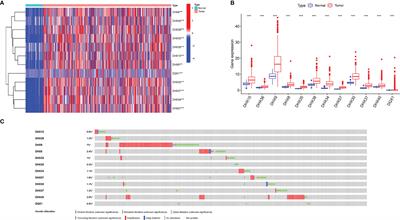 High Levels of DEAH-Box Helicases Relate to Poor Prognosis and Reduction of DHX9 Improves Radiosensitivity of Hepatocellular Carcinoma